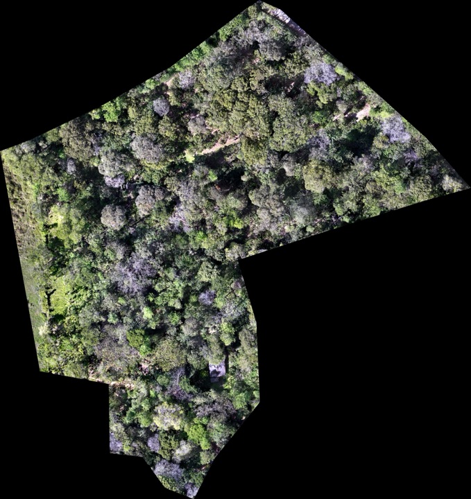 Drone Survey in Coffee Plantations: An Altitude Case Study