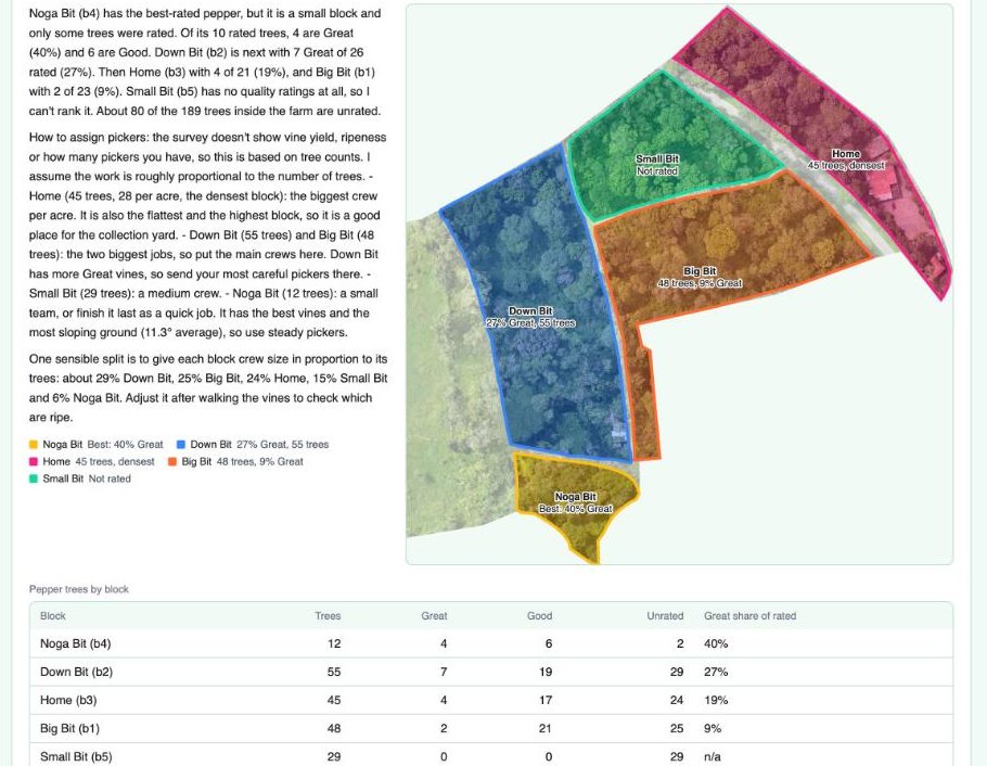 AI answer ranking blocks by the share of Great pepper vines and suggesting how to split picking crews by tree count, with a table of pepper trees per block