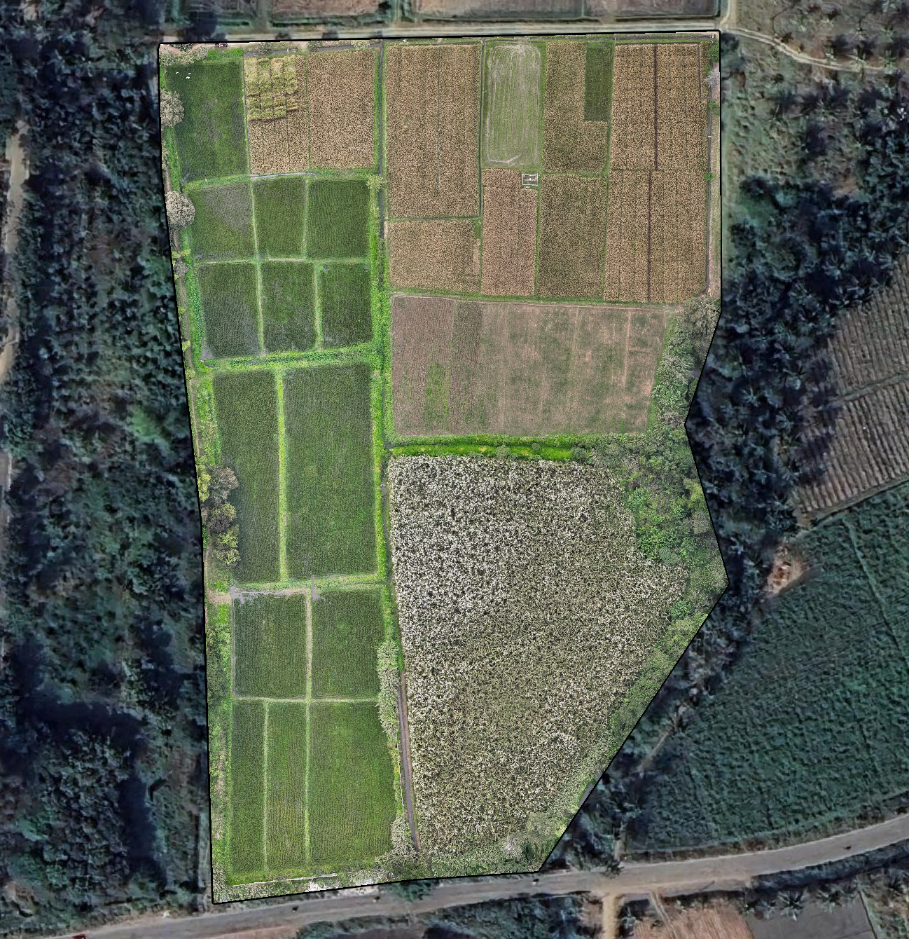 Raw drone orthomosaic of the fields with only the outer boundary polygon, before the grid is generated