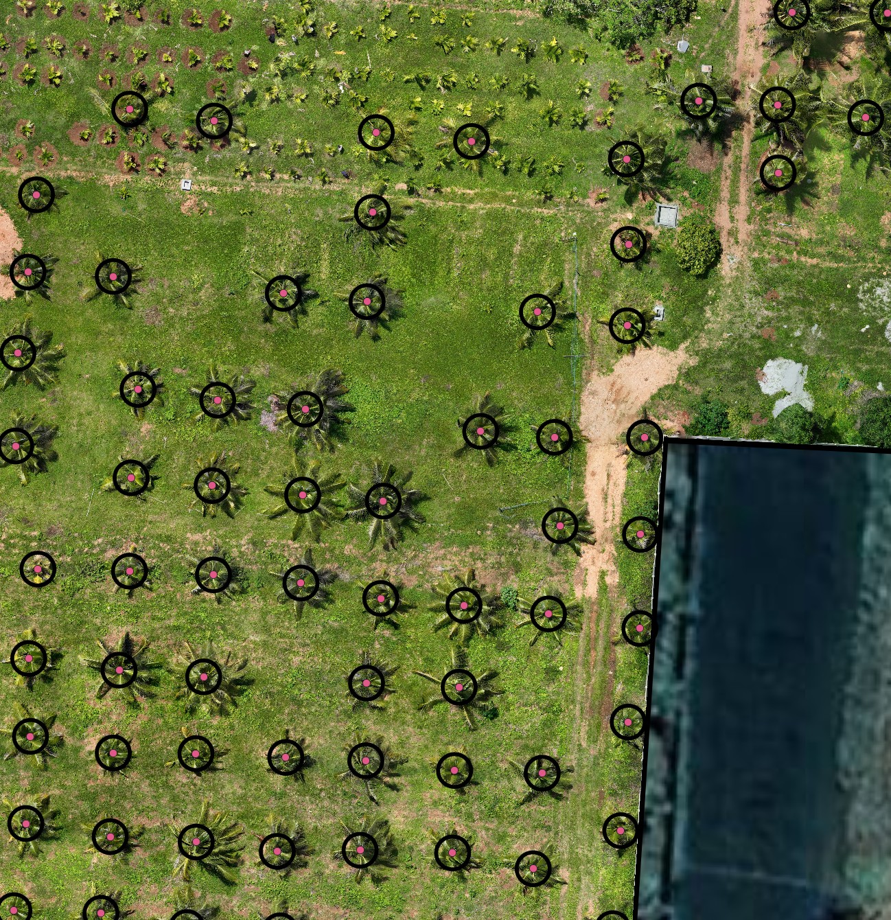 Each tree point buffered into a crown-sized circle, ready to be used as the sampling zone for height and NDVI