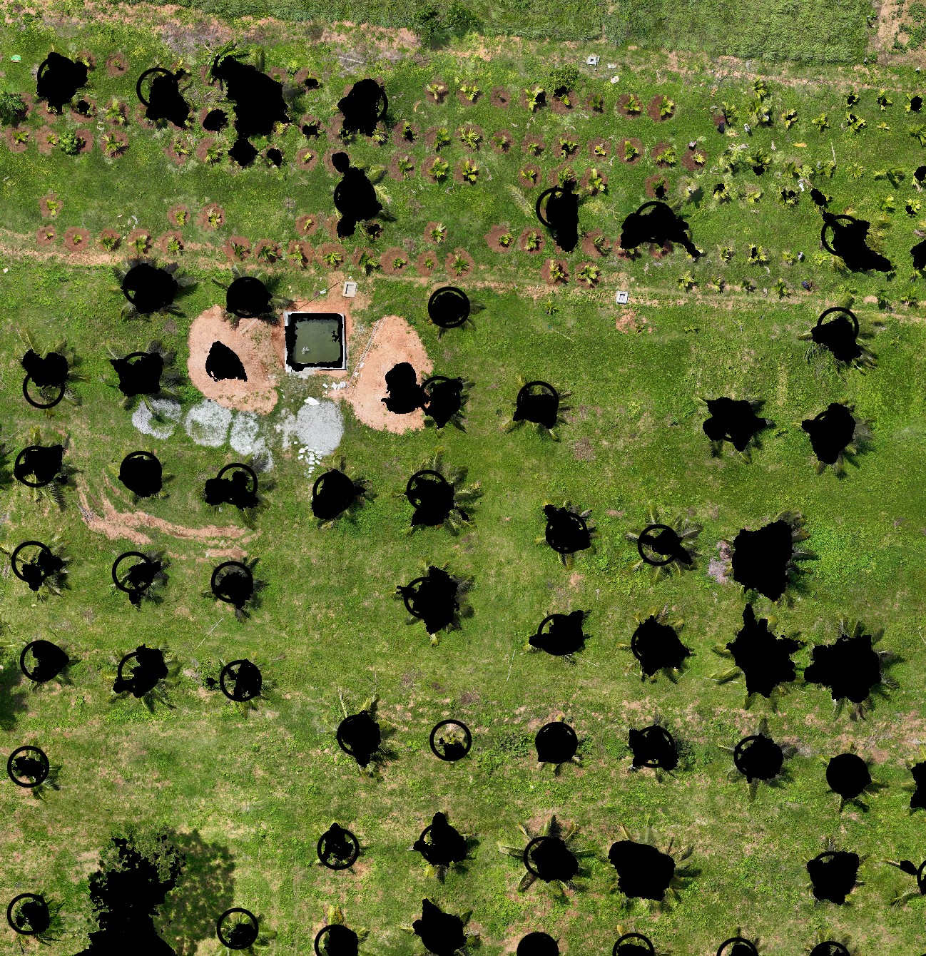 Binary canopy mask over the crown polygons — solid black where canopy was detected, transparent circles marking the crown boundaries around each patch