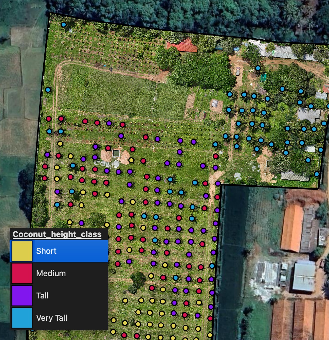 Coconut palms coloured by height class — Short, Medium, Tall, Very Tall — with legend overlaid
